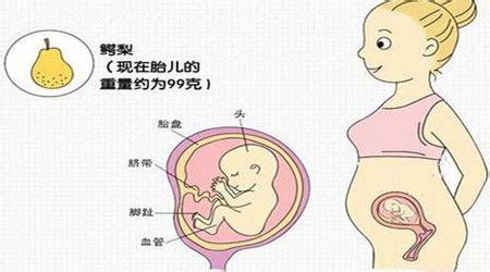 怎样高几率怀多胎