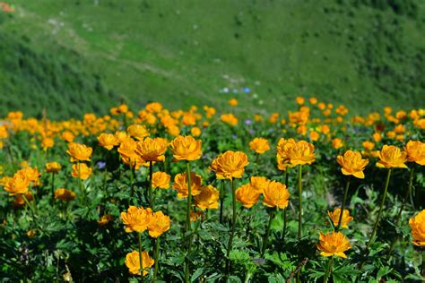 金莲花可以种植在花盆里嘛？