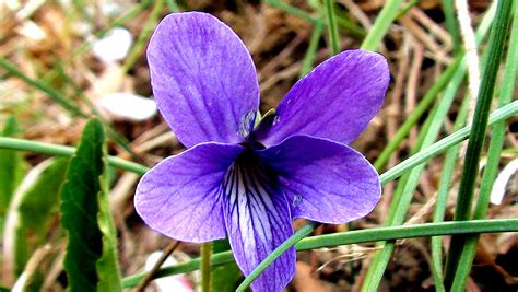 紫花地丁的花语:诚实 紫花地丁叶基生,狭披针形或卵状披针形,边缘具圆