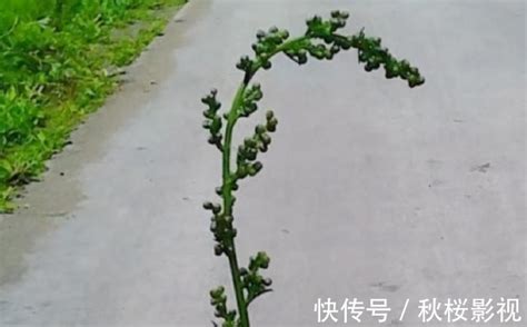 莨菪怎么读