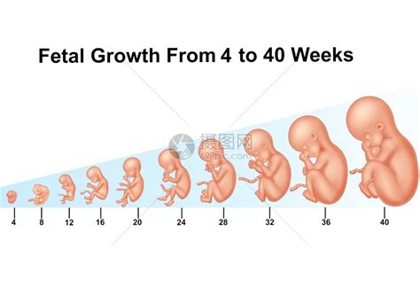 孕妇1-40周胎儿发育