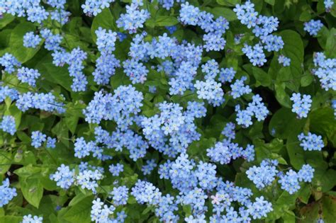 什么是勿忘我《植物..>>” /> </p>
<p>学名 Myosotis sylvatica 中文名 勿忘我或勿忘草 英文名 Forget-me-not 或Don’t-forget-me 分类 紫草科、勿忘草属 别名 星辰花、补血草、不凋花、匙叶花、匙叶草、三角花、斯太菊、矶松 切花主要特征:采后处理简单,适宜作鲜切花或干花. 相…</p>
<h2>勿忘我花还叫什么</h2>
<p>中文学名:翅茎补血草、勿忘草拉丁学名:Myosotis sylvatica别称:星辰花、补血草、巩松二名法:Myosotis sylvatica</p>
<h2>勿忘我的花语和寓意是什么?</h2>
<p>勿忘我花语是永恒的爱,浓情厚谊,永不变的心,永远的回忆.寓意是请不要忘记我真诚的爱;请想念我,忠贞的希望一切都还没有晚,我会再次归来给你幸福.勿忘草…</p>
<h2>勿忘我是什么科的植物</h2>
<p>拉丁名: Gypsophila elegans 别名: 丝石竹、满天星、缕丝花 科属: 石竹科 产地与习性: 原产小亚细亚及高加索一带,欧洲、亚洲和北非的一些国家均有栽培.为一二年生草本植物.耐寒,忌炎热多雨.宜在向阳环境和疏松肥沃、排水良好…</p>
<h2>勿忘我花有什么作用</h2>
<p>勿忘我是一种大家耳熟能详的花,原产于亚欧大陆,属于多年生草本植物,它有蓝色的花朵,中间含着一圈黄色的花蕊,玲珑小巧,娟丽可爱.而且勿忘我花不仅有很高的观赏性,同时也有很高的药用价值. 勿忘我的功效和作用 美容养颜 …</p>
<h2>“勿忘我”是一种什么花,好看吗?</h2>
<p>草本植物,茎高10~50m,特别在野生状态中,尤为细小纤弱,花杂蓝色.</p>
<h2>勿忘我和薰衣草是同一种花吗</h2>
<p>勿忘我和熏衣草不是同一种花,勿忘我外型特点:原产欧亚大陆.多年生草本植物,叶互生,狭倒披针形或条状倒披针形.喜阳,能耐阴,易自播繁殖.勿忘我花小巧秀丽,蓝色花朵中央有一圈黄色心蕊,色彩搭配和谐醒目,尤其是卷伞花序随…</p>
<h2>勿忘我是薰衣草吗?</h2>
<p>勿忘我是多年生草本,也是薰衣草的一种.它是生长在水边的蓝色小花,另外,勿忘我也是美国阿拉斯加州的州花,不过因为它叶子的形状很像老鼠耳朵,当地人也称它为老鼠耳(mouse ear),这个名字就不如勿忘我好听啦! 勿忘我的寓意 …</p>
<div class=