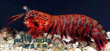 螳螂虾的学名是什么?就是那种色彩斑斓的,攻击力很强的种类.