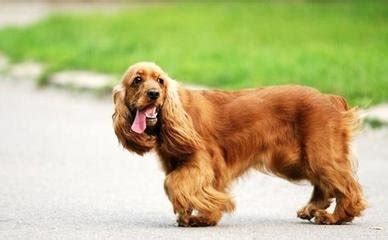 可卡犬的優(yōu)點缺點