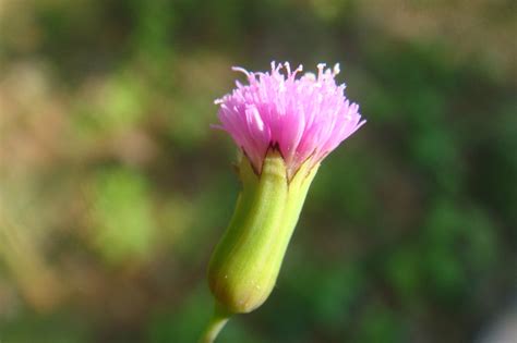 李时珍《本草刚目》中的(一点红)草药