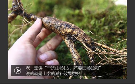 鮮西洋參怎么處理