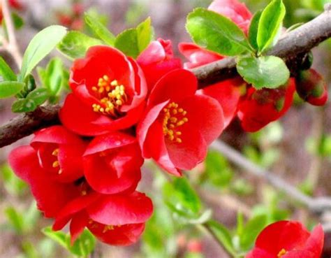 美丽的海棠花-植物作文200字（摘抄6篇）