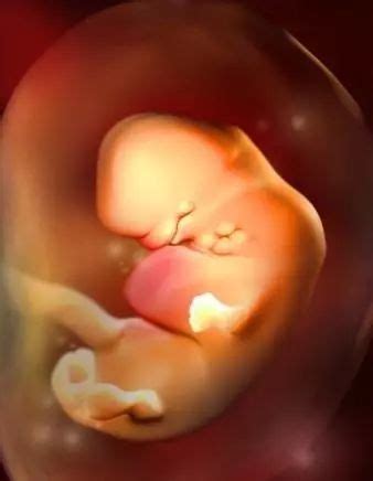 孕8周胎儿真实图片