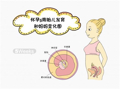 怀孕后注意事项和补充营养