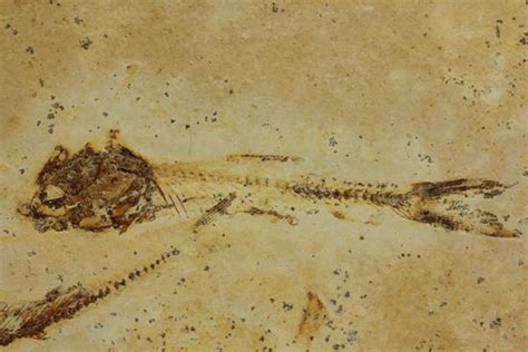 200万年前的化石