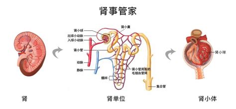 孕二十七周肾盂分离