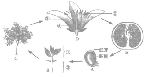 柑橘扦插繁殖技术