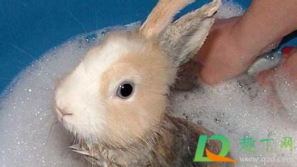 小兔可以洗澡吗?