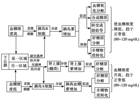 血糖平衡片的危害