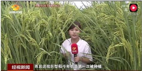 长沙进行试种巨型稻的区位因素?