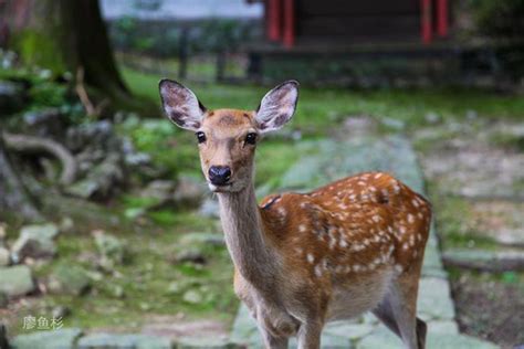 日本的文化财和奈良公园的鹿