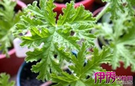 什么花可以驱感蚊子?