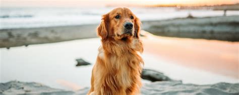 什么是芬兰丝毛犬,宠物芬兰丝毛犬的习性特征与喂养等介绍