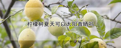 柠檬能嫁接吗