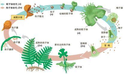 简述苔藓植物的主要特征.