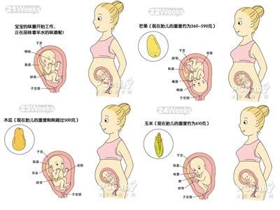 十五周胎儿在腹中的样子