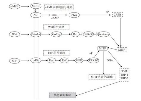 药理上的pKa什么意思?