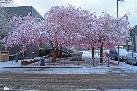 雪樱花象征着什么