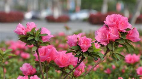 杜鹃花好养吗 花期多长