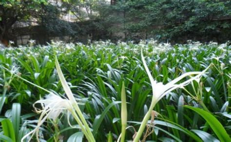 兰花开完花后怎么养