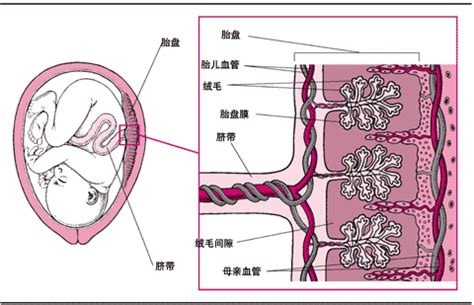 胎盘血池最大2.5