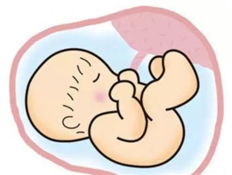 六个月的胎儿查出兔唇