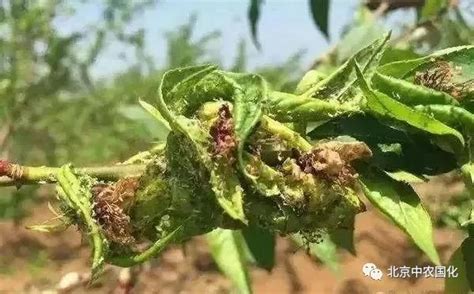 蚜虫对植物有什么危害