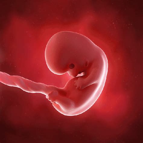 胎儿是怎么长成的