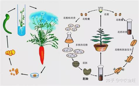 花要怎样养啊？