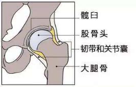 胯骨图片大全