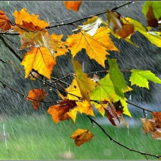 秋雨思人的伤感诗句【通用84句】