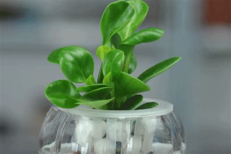 豆瓣绿是一种什么植物可以放在室内吗