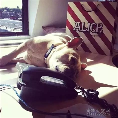 想念狗狗的心情句子