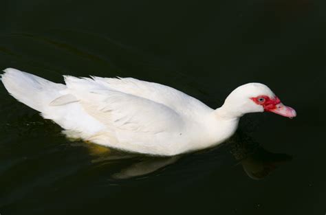 老百姓家里养的白色的鸭叫什么鸭?