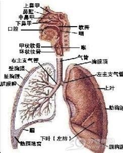 成人支气管炎老咳嗽小偏方