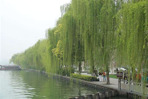 旱柳的生长习性及种植要点?