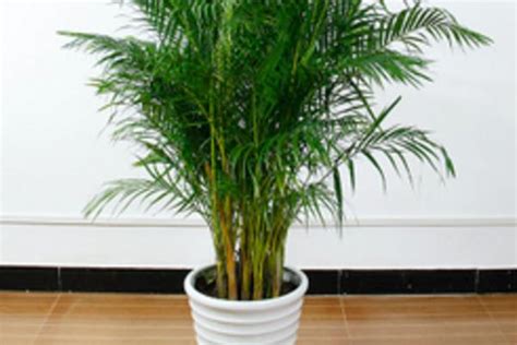 图片是散尾竹还是富贵椰子还是什么植物?