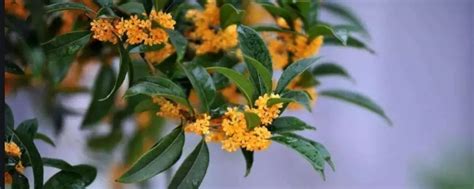 桂花树下的童年_院里的桂花树作文450字(摘抄4则)