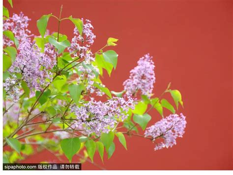 丁香花什么季节开