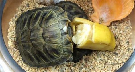 巴西龟吃什么蔬菜