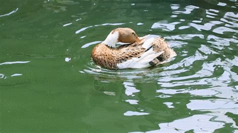 请问,小鸭子为什么怕下水,下去一会儿就把全身的毛都打湿了,怕冷.这是缺什么吗.