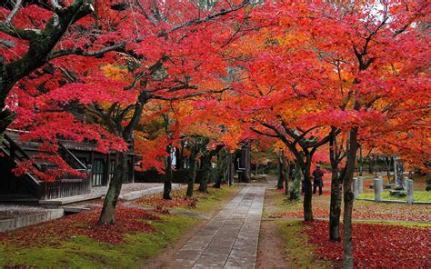 日本枫叶跟美国枫叶不同