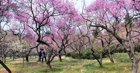 南京的市花是?