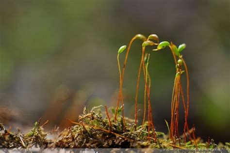 葫芦藓是什么植物?可以治疗什么?