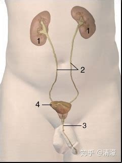 宫外孕的疼痛位置图片